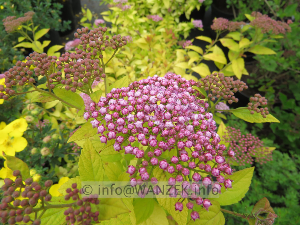 Spiraea japonica Golden Princess 02.JPG